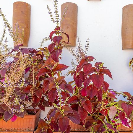Ohliving Maestranza Διαμέρισμα Σεβίλλη Εξωτερικό φωτογραφία